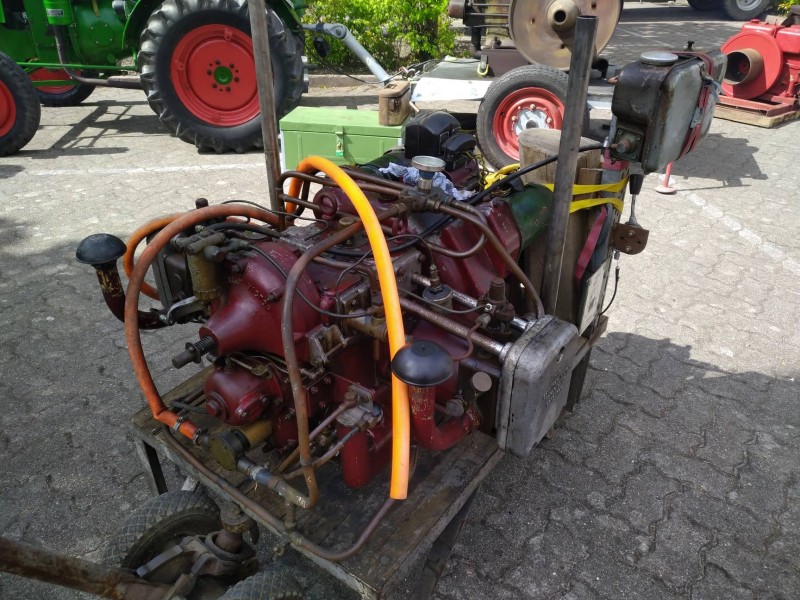 Englischer Dieel als Boxer.